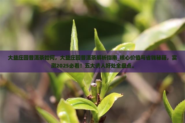 大益庄园普洱茶如何