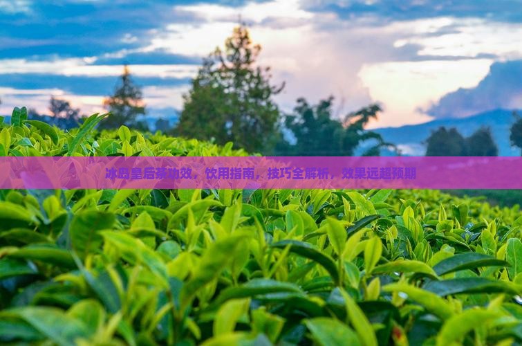 冰岛皇后茶功效