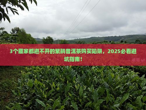 大益普洱茶紫鹃购买藏