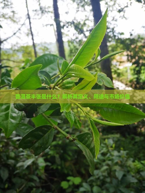 普洱茶半张是什么