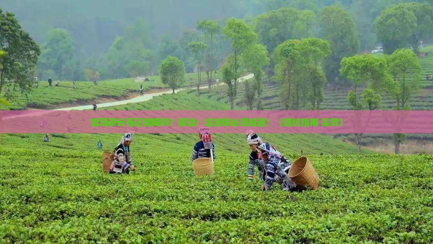 普洱茶长毛还能吃吗