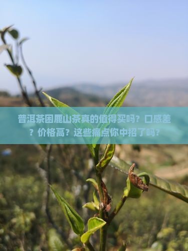 普洱茶困鹿山茶