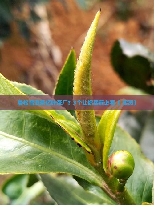 曼松普洱茶亿叶茶厂