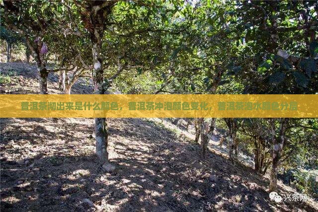 普洱茶沏出来是什么颜色