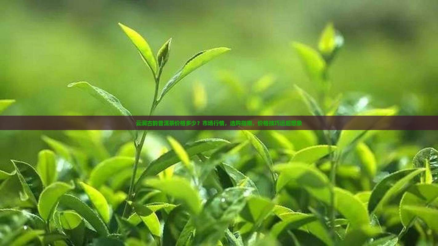 云涧古韵普洱茶价格 云涧古韵普洱茶价格