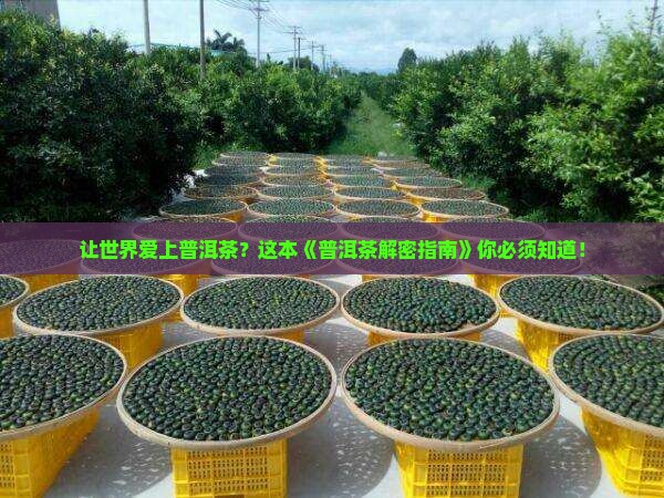 让世界认识地道的普洱茶