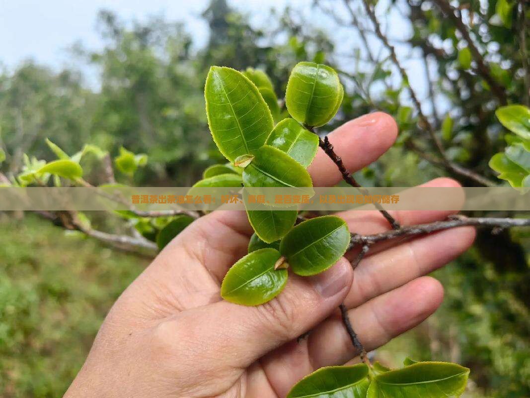 普洱茶出茶油怎么看