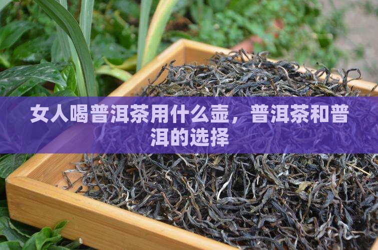 女人喝普洱茶用什么壶