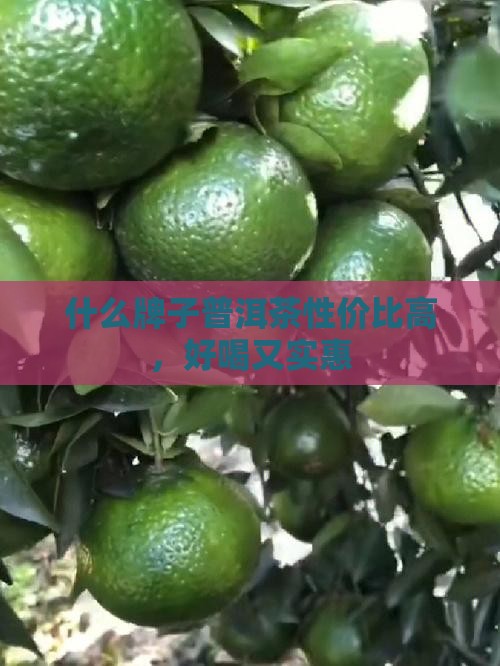 什么牌子普洱茶性价比高