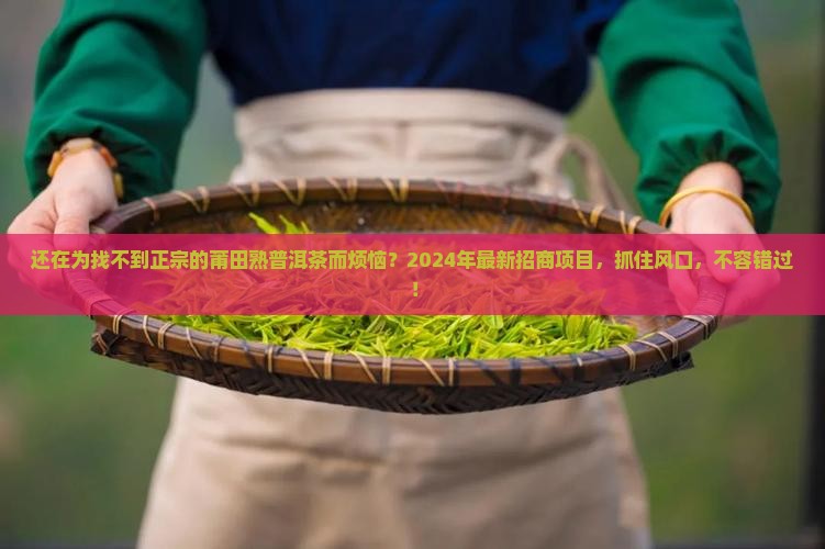 莆田熟普洱茶招商