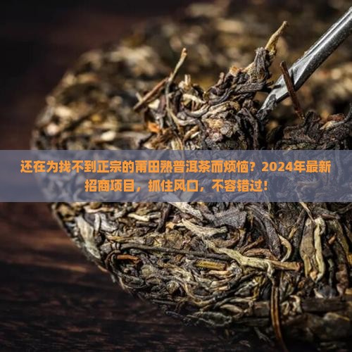 莆田熟普洱茶招商