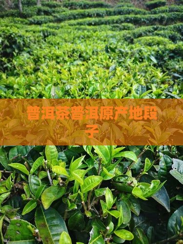 普洱茶原产地段子