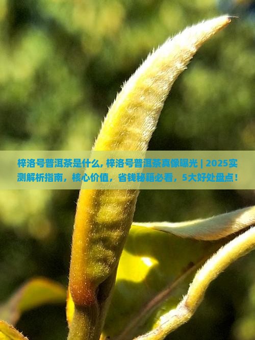 梓洛号普洱茶是什么