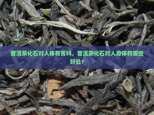 普洱茶化石对人体有害吗