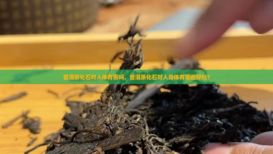 普洱茶化石对人体有害吗