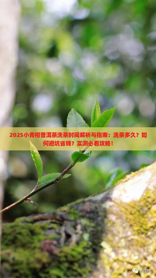 小青柑普洱茶洗茶时间