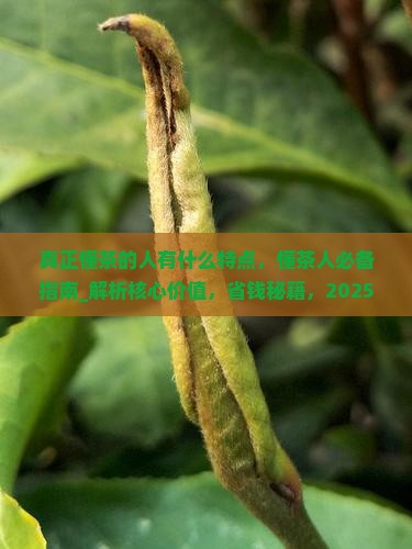 真正懂茶的人有什么特点