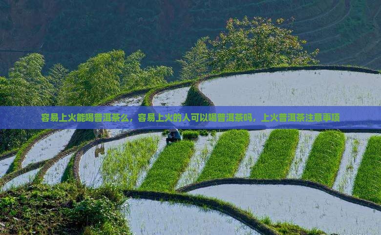 容易上火能喝普洱茶么