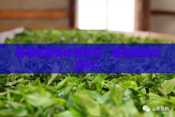 普洱茶是不是要放冷藏