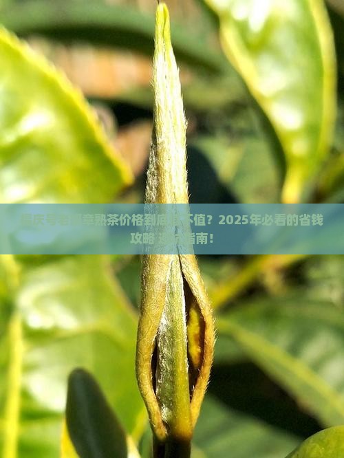 福庆号老班章熟茶价格