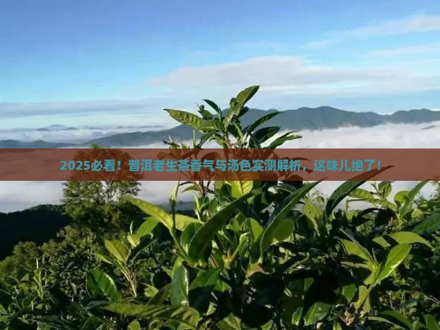 形容普洱老生茶的香气和汤色