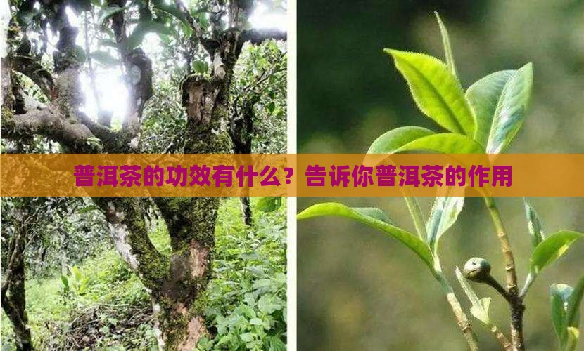 普洱茶最大的好处