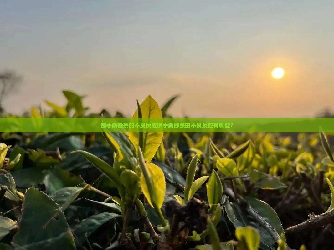 佛手桑橼茶的不良反应 佛手桑橼茶的不良反应