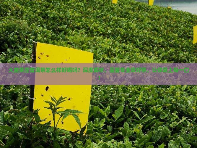 大益茶庄普洱茶怎么样好喝吗