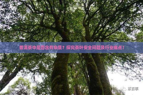 普洱茶中是否含有杂质？探究茶叶安全问题及行业痛点！