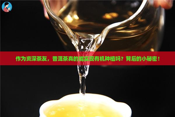 作为资深茶友，普洱茶真的能实现有机种植吗？背后的小秘密！