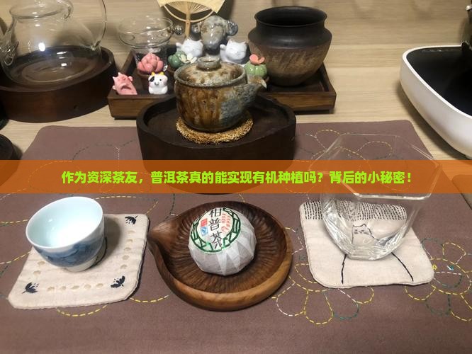 作为资深茶友，普洱茶真的能实现有机种植吗？背后的小秘密！