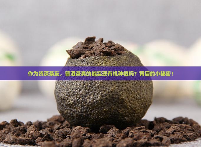 作为资深茶友，普洱茶真的能实现有机种植吗？背后的小秘密！