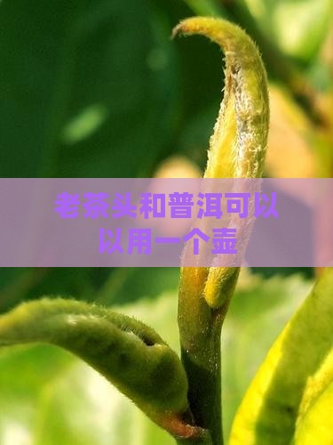 老茶头和普洱可以以用一个壶