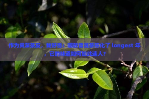 作为资深茶友，我好奇：哪款普洱茶陈化了 longest 年，它的味道如何如此迷人？