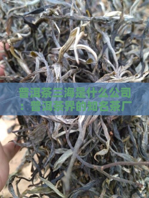普洱茶三海是什么公司：普洱茶界的知名茶厂