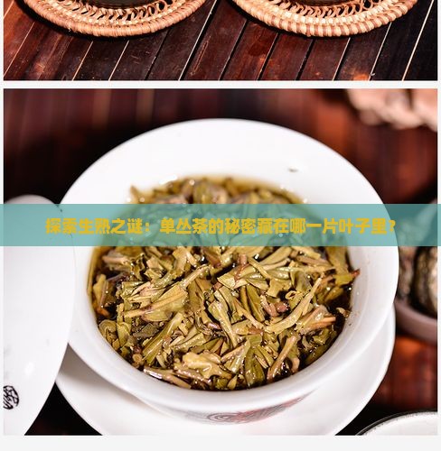 探索生熟之谜：单丛茶的秘密藏在哪一片叶子里？