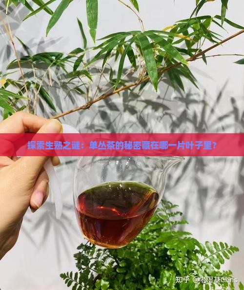 探索生熟之谜：单丛茶的秘密藏在哪一片叶子里？