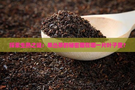 探索生熟之谜：单丛茶的秘密藏在哪一片叶子里？