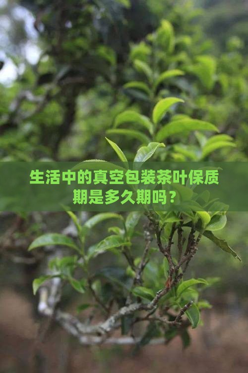 生活中的真空包装茶叶保质期是多久期吗？