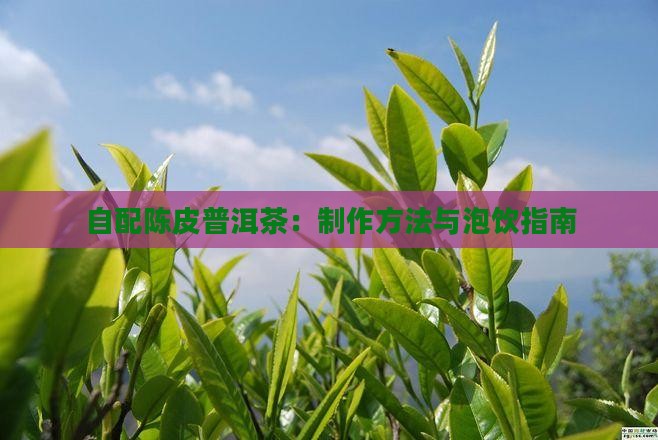 自配陈皮普洱茶：制作方法与泡饮指南