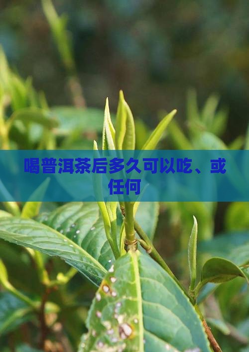 喝普洱茶后多久可以吃、或任何