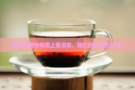 黄色霉菌悄悄爬上普洱茶，我们的珍宝还好吗？