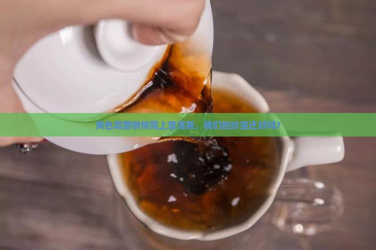 黄色霉菌悄悄爬上普洱茶，我们的珍宝还好吗？