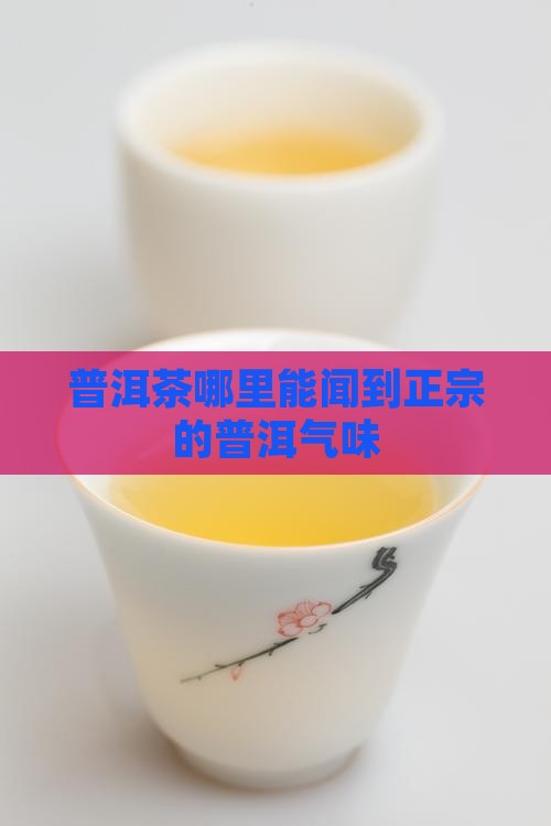 普洱茶哪里能闻到正宗的普洱气味