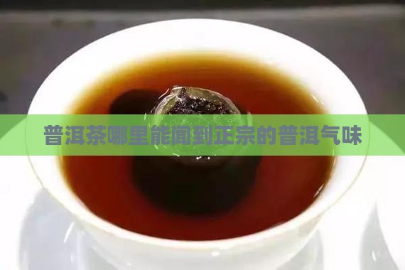 普洱茶哪里能闻到正宗的普洱气味