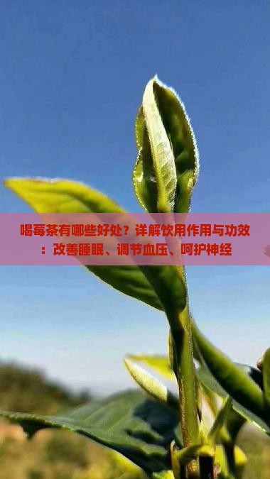 喝莓茶有哪些好处？详解饮用作用与功效：改善睡眠、调节血压、呵护神经