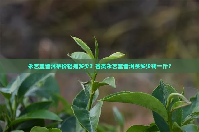 永艺堂普洱茶价格是多少？各类永艺堂普洱茶多少钱一斤？