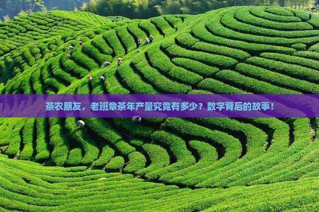 茶农朋友，老班章茶年产量究竟有多少？数字背后的故事！