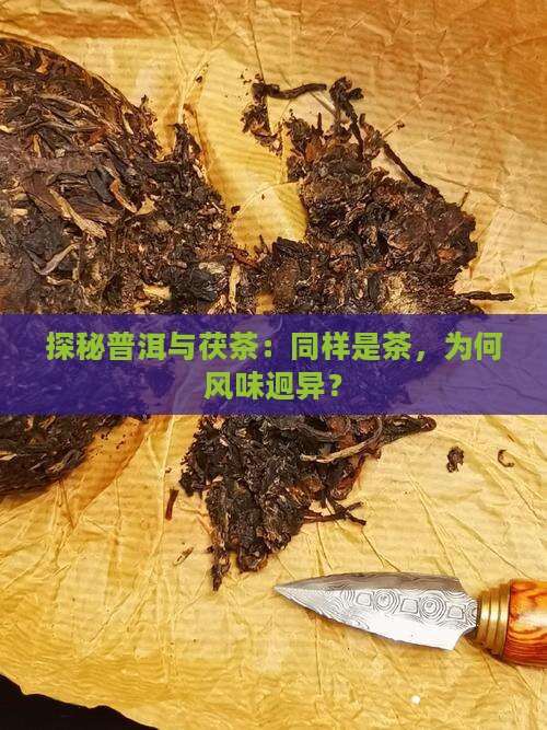 探秘普洱与茯茶：同样是茶，为何风味迥异？