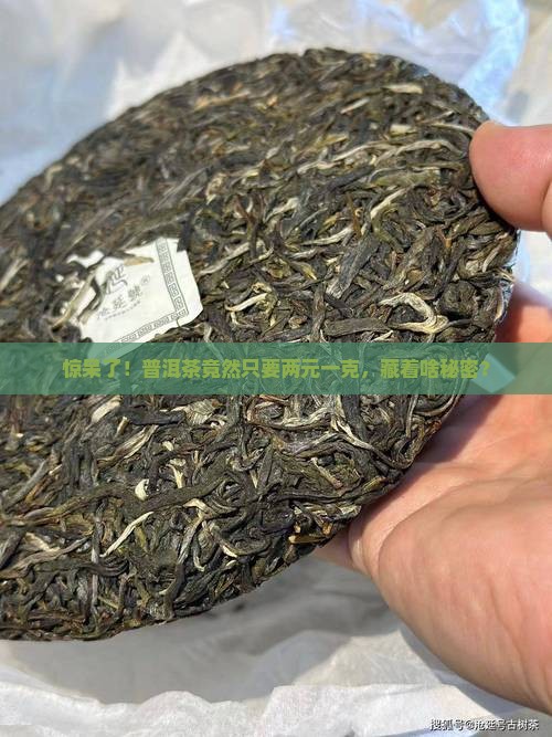 惊呆了！普洱茶竟然只要两元一克，藏着啥秘密？